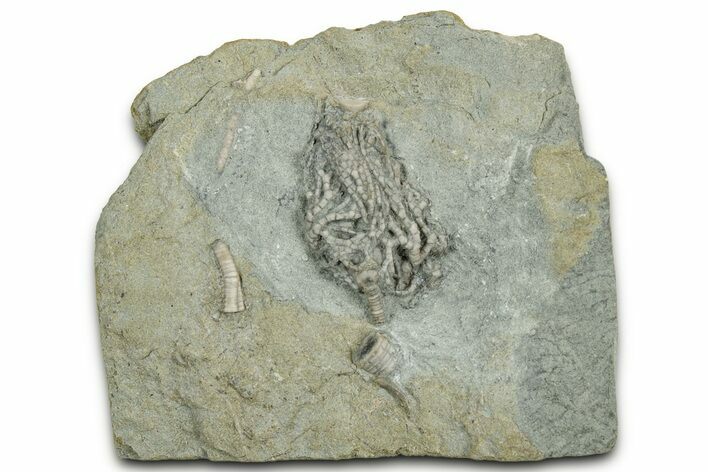 Fossil Crinoid (Parisocrinus) - Indiana #327293